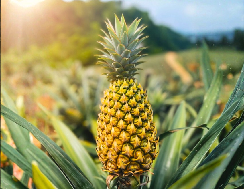 pineapple